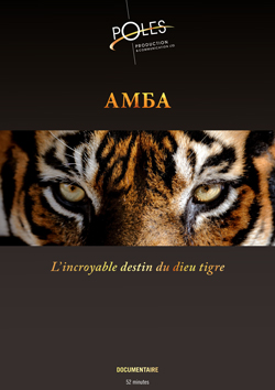 Présentation d'un documentaire télé sur le tigre de l'amour, Amba